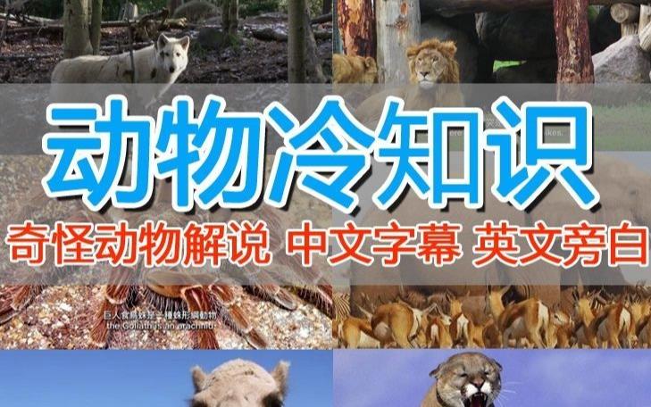 外面卖1699的国外纪录片解说（动物解说、美食、动画片）稳过中视频九峰网创-分享创业资讯-最新网络创业项目-分享最新赚钱项目九峰网创