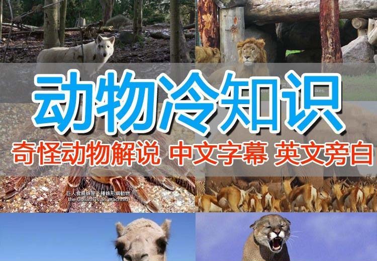（6312期）外面卖1699的国外纪录片解说（动物解说、美食、动画片）稳过中视频九峰网创-分享创业资讯-最新网络创业项目-分享最新赚钱项目九峰网创